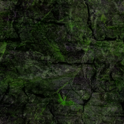 AlgaeCoverdRockFace