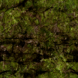 AlgaeCoveredRockFace3