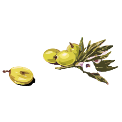 olives