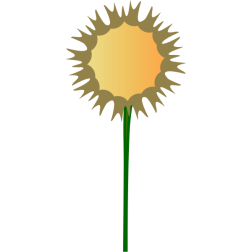 Thistle flower