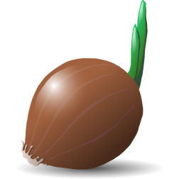 onion