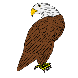 Bald eagle I
