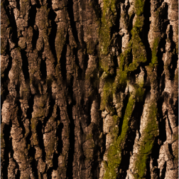 Bark2