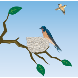 Barn Swallow