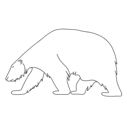 Bear 30