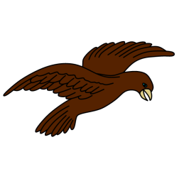 Bird 31