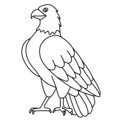 Bird 34