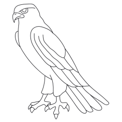Bird 35