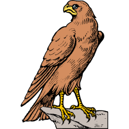 Bird 39