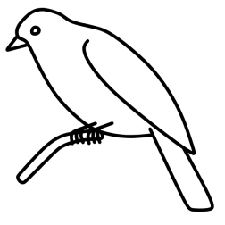 Bird 41