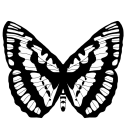 Black And White Butterfly 2