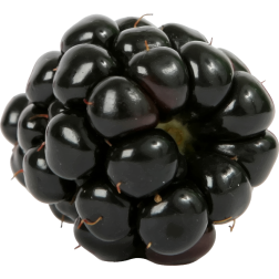 Blackberry