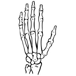 Bones I