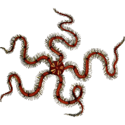 BrittleStar