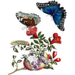 ButterfliesOnPomegranate