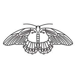 Butterfly IV
