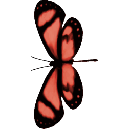 Butterfly12