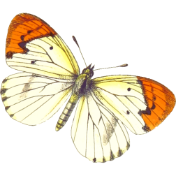 Butterfly14
