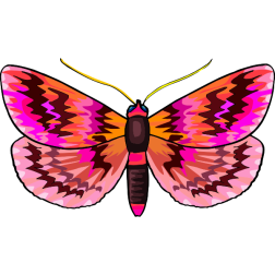 Butterfly23