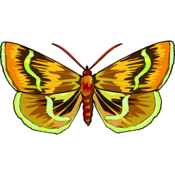 Butterfly25