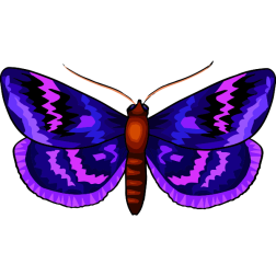 Butterfly29