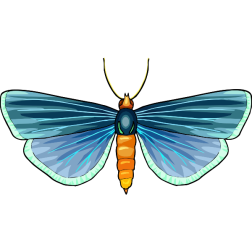 Butterfly30