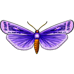 Butterfly31