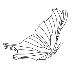 Butterfly VIII