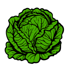 Cabbage 1