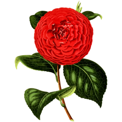 Camellia