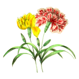 Carnations