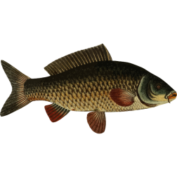 Carp