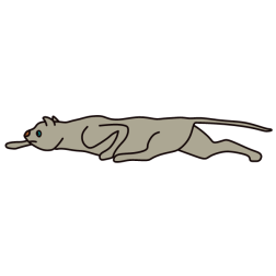 Cat hunting for a mouse 2