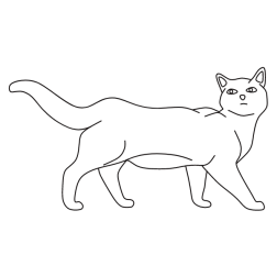 Cat 17