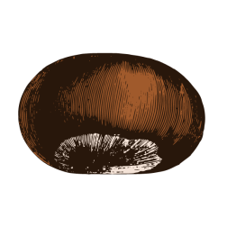 Chestnut 1
