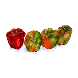 ChristieLeungCapsicum
