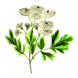 Chrysanthemum
