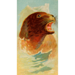 CigCardSeaLion