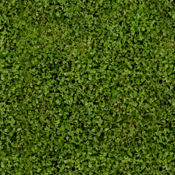 Clover
