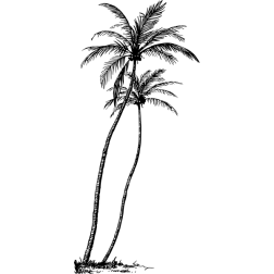 CoconutPalm4