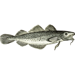 Cod