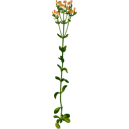 CommonCentauryBigLores