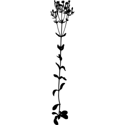 CommonCentauryBigSilhouette