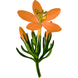 Yellow flower-1628545008
