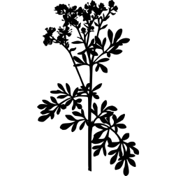 CommonRueSilhouette