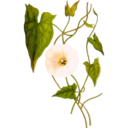 ConvolvulusSepium