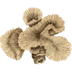 Coral4