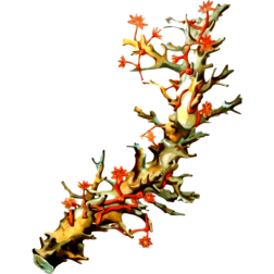 Coral5