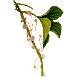 CuscutaEuropaea
