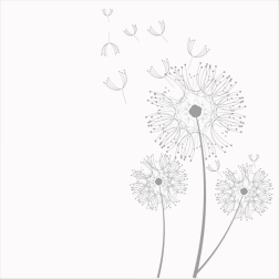 Dandelions